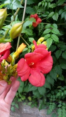 Campsis grandiflora