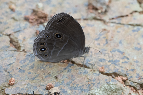 Lethe satyrina