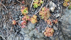 Orostachys aggregata