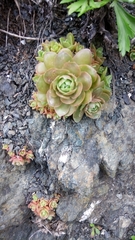 Orostachys aggregata