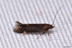 Eulamprotes immaculatella