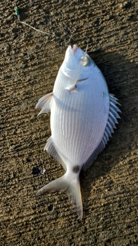 Bermuda porgy (Diplodus bermudensis) — Sparidae — 3