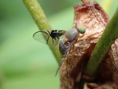 Anomoia purmunda