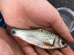 Systomus orphoides