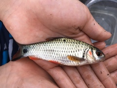 Systomus orphoides