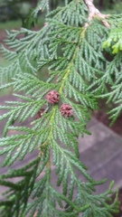 Chamaecyparis obtusa