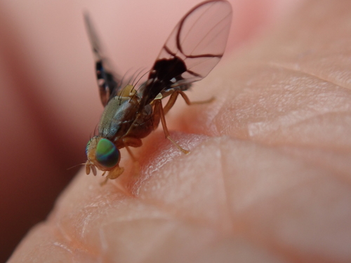 Spectacled Berry Fly