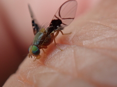 Anomoia purmunda