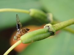 Anomoia purmunda