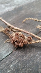 Chamaecyparis obtusa
