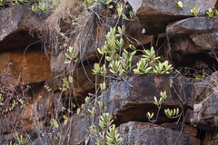 Hoya australis