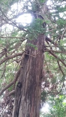 Chamaecyparis obtusa