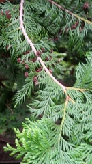 Chamaecyparis obtusa