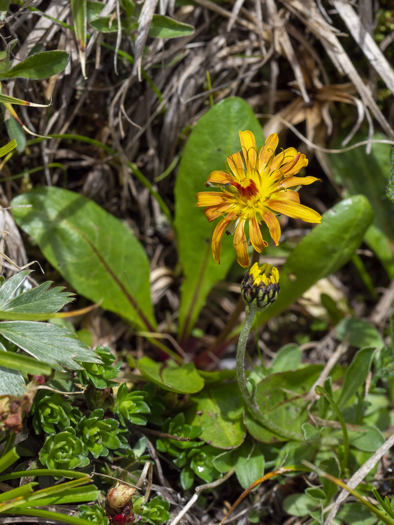 western dandelions