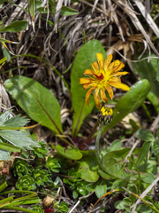 Taraxacum haematicum
