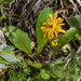 Western Dandelions - Photo (c) connyklein, some rights reserved (CC BY-NC-SA), uploaded by connyklein