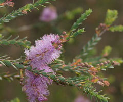 Melaleuca decussata