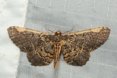 Abaciscus costimacula