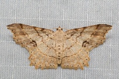 Calletaera basipuncta