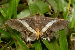 Chiasmia nora