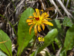Taraxacum haematicum