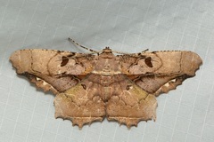 Chorodna complicataria