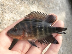 Amphilophus citrinellus