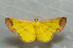 Corymica latimarginata