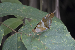 Argynnis sagana