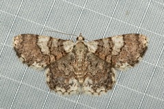 Myrioblephara pingasoides