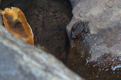 Litoria meiriana