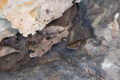 Litoria meiriana