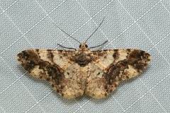 Ectropidia exprimata