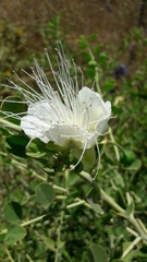 Capparis