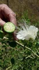 Capparis