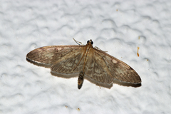 Anania lancealis