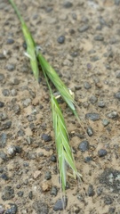 Bromus japonicus
