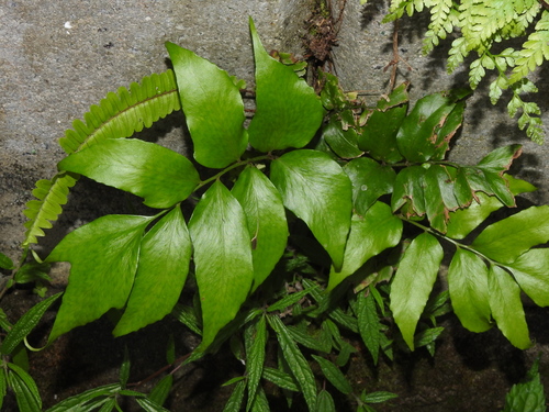 Image of Cyrtomium macrophyllum by (c) Jacy Chen, some rights reserved (CC BY)