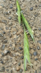 Bromus japonicus