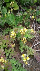 Linaria japonica