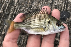 Acanthopagrus schlegelii