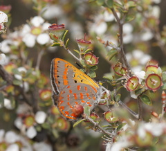 Hypochrysops ignitus