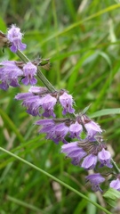 Salvia japonica