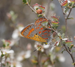Hypochrysops ignitus