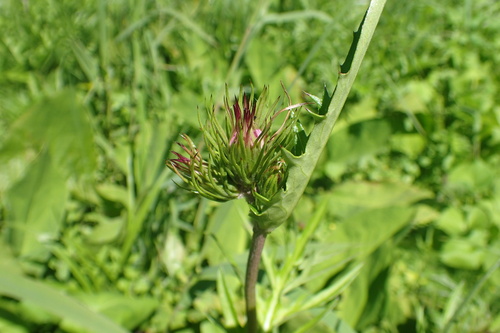 Cirsium homolepis iNat (1)