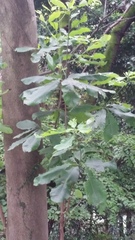 Magnolia obovata