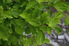Crataegus chlorosarca