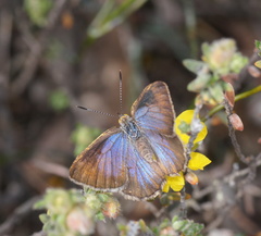 Hypochrysops ignitus