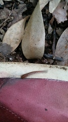 Haemadipsa zeylanica