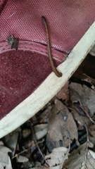 Haemadipsa zeylanica